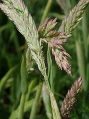 Holcus lanatus