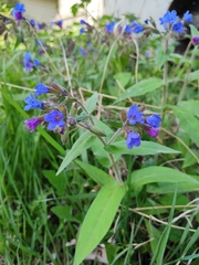 Pulmonaria mollis