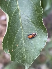 Harmonia axyridis