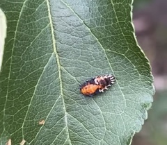 Harmonia axyridis