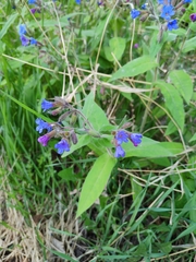 Pulmonaria mollis