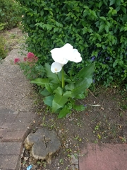 Zantedeschia