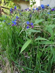 Pulmonaria mollis