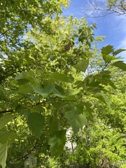 Crataegus