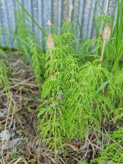 Equisetum sylvaticum