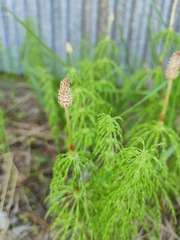 Equisetum sylvaticum