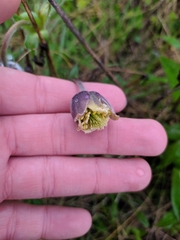 Pulsatilla campanella