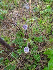 Pulsatilla campanella