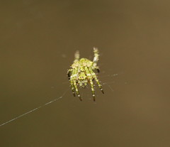 Novaranea courti