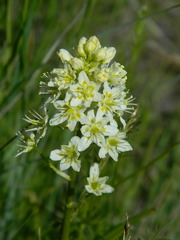 Toxicoscordion venenosum