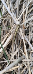 Orthetrum cancellatum