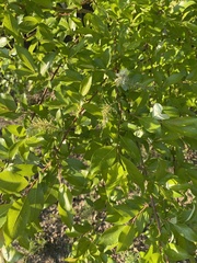Salix taraikensis