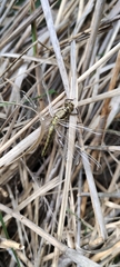 Orthetrum cancellatum