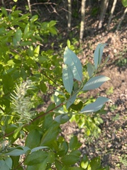 Salix taraikensis
