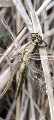 Orthetrum cancellatum