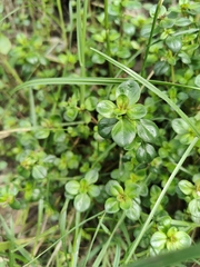 Thymus pulegioides