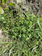 Thymus pulegioides
