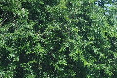 Sclerocroton integerrimus