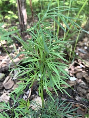 Kadenia dubia