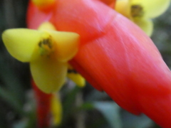 Guzmania nicaraguensis