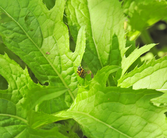 Chrysomela vigintipunctata