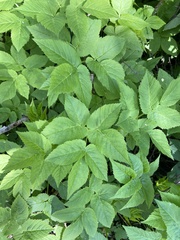 Aegopodium podagraria