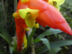 Guzmania nicaraguensis
