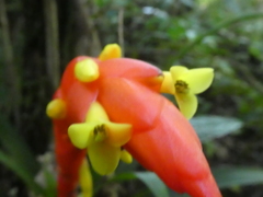 Guzmania nicaraguensis