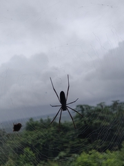 Nephila cornuta