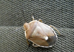 Chlorochroa pinicola