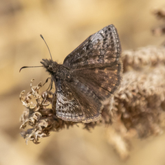 Erynnis icelus image