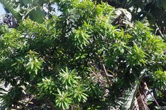 Protorhus longifolia