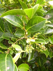 Glochidion lanceolatum