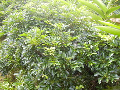 Glochidion lanceolatum