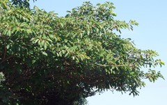 Ficus lutea