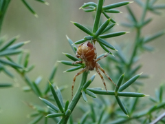 Philodromus