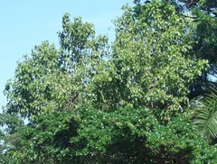 Cordia caffra