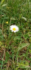 Bellis perennis