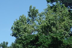 Cordia caffra