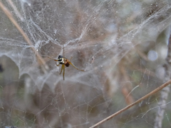 Frontinellina frutetorum