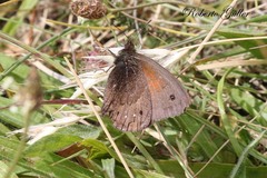 Cosmosatyrus leptoneuroides