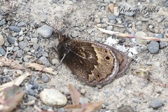 Cosmosatyrus leptoneuroides