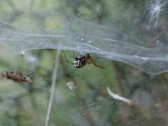 Frontinellina frutetorum