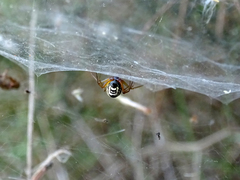 Frontinellina frutetorum