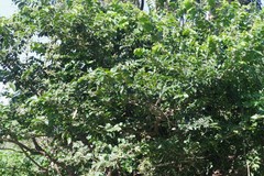 Bridelia micrantha