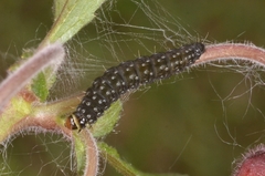Zelotherses paleana