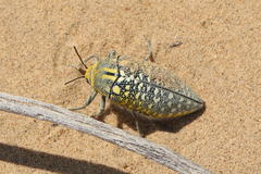 Julodis variolaris