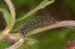 Zelotherses paleana