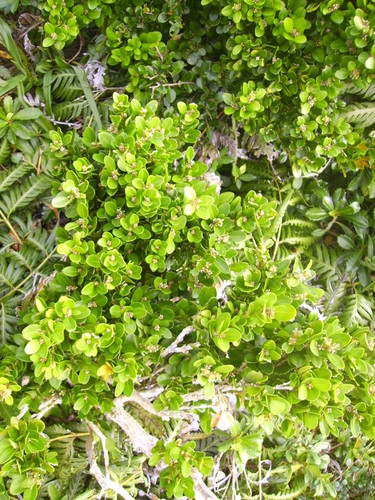 Buxus liukiuensis (Buxus liukiuensis)