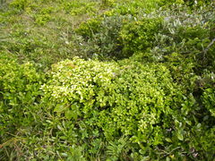 Buxus liukiuensis